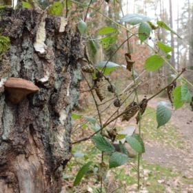 Bruderwald bruderwald bamberg 3 280x280 - Bruderwald