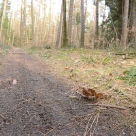 Bruderwald bruderwald bamberg 6 280x280 - Bruderwald