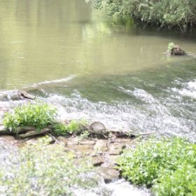 Hainpark – Leben an und mit der Regnitz hain bamberg 022 280x280 - Hainpark – Leben an und mit der Regnitz