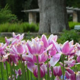 Hainpark – Leben an und mit der Regnitz hain bamberg 028 280x280 - Hainpark – Leben an und mit der Regnitz