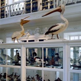 Naturkundemuseum Bamberg naturkundemuseum bamberg 3 280x280 - Naturkundemuseum Bamberg