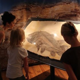 Naturkundemuseum Bamberg naturkundemuseum bamberg 7 280x280 - Naturkundemuseum Bamberg